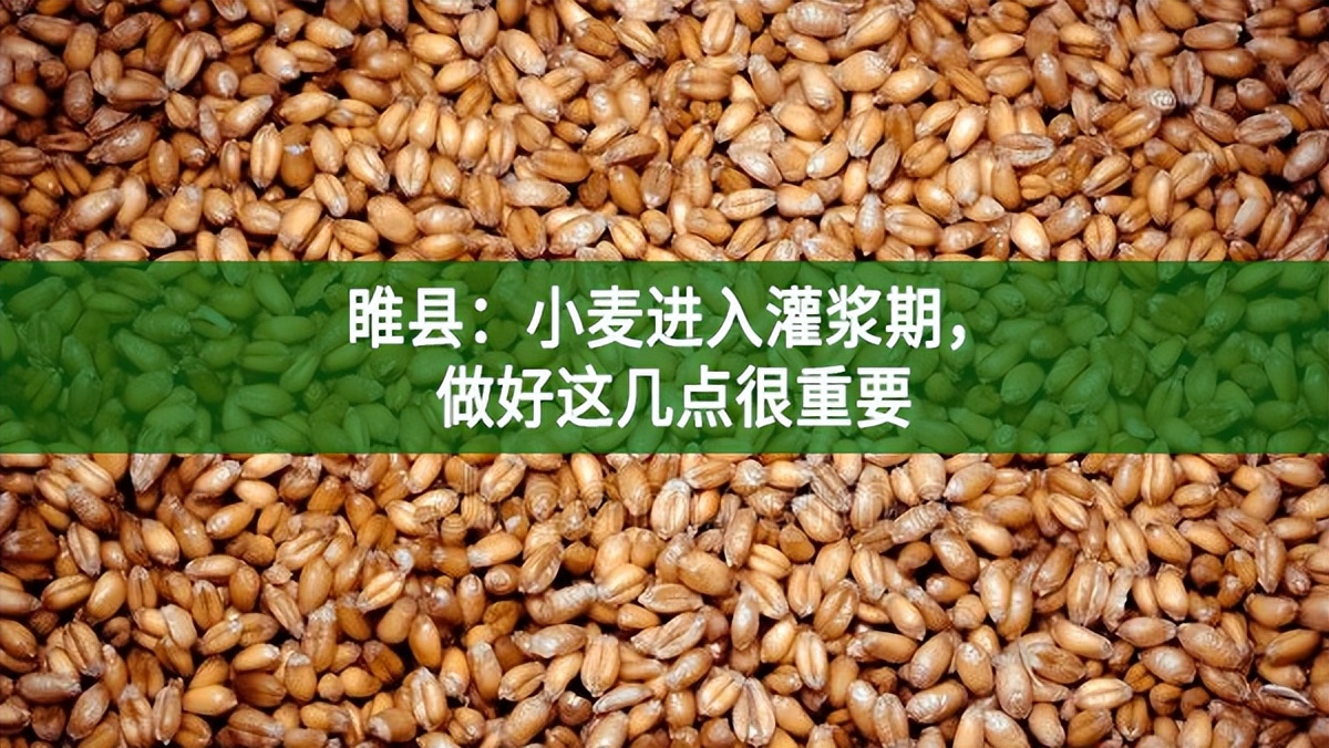 睢縣：小麥進入灌漿期，做好這幾點很重要