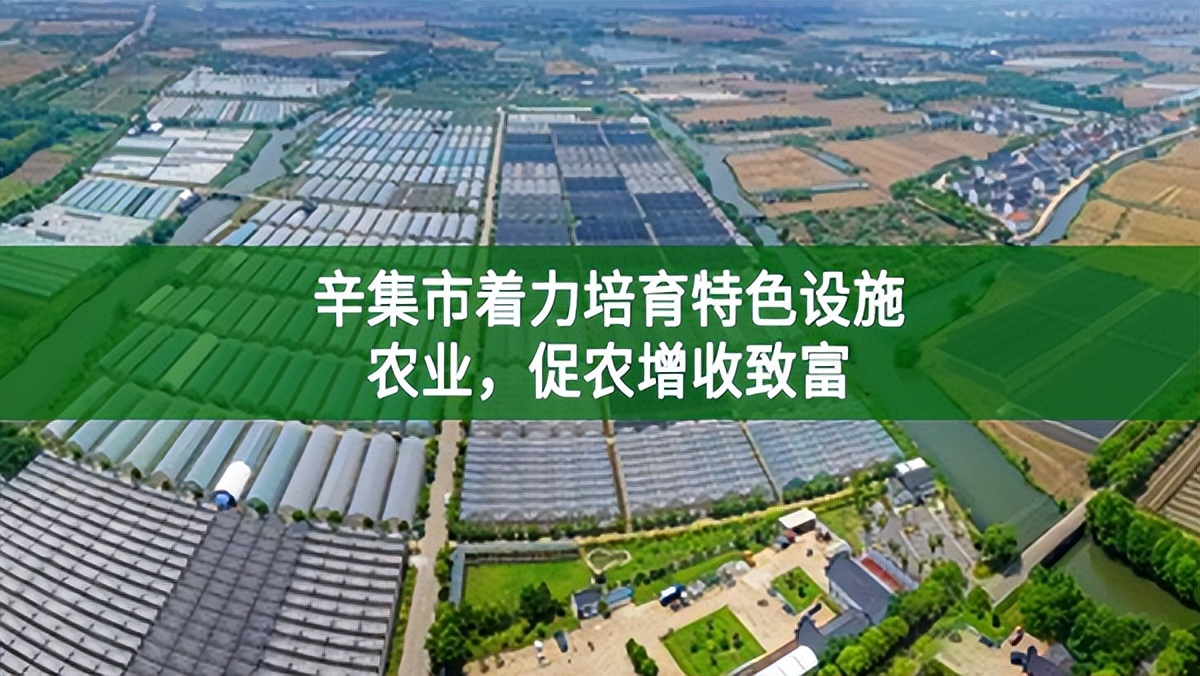 辛集市著力培育特色設(shè)施農(nóng)業(yè)，促農(nóng)增收致富