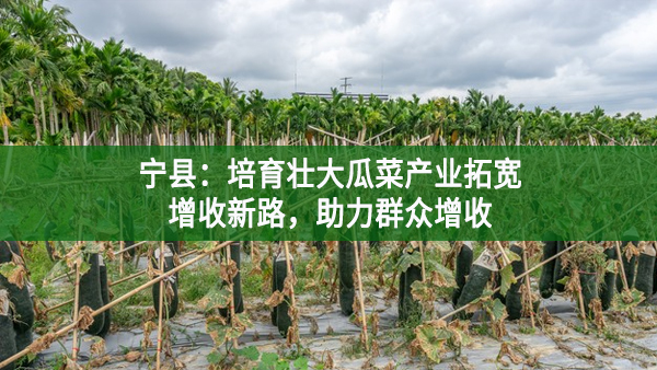 寧縣：培育壯大瓜菜產業拓寬增收新路，助力群眾增收