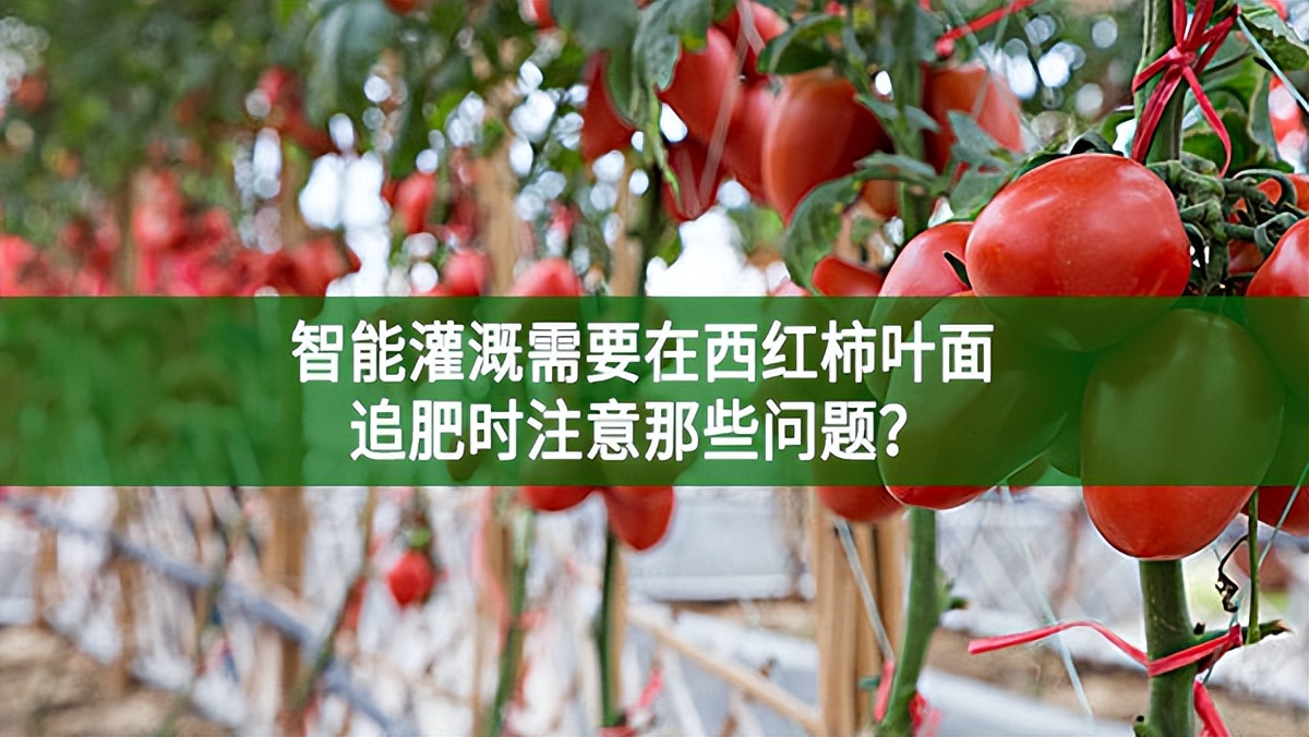 智能灌溉需要在西紅柿葉面追肥時注意那些問題?