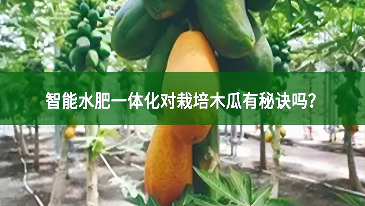 智能水肥一體化對(duì)栽培木瓜有秘訣嗎?