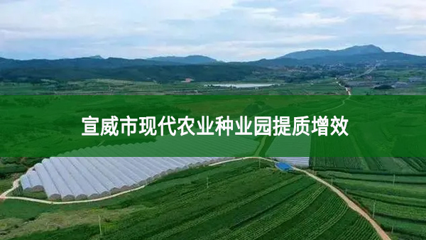 宣威市現代農業種業園提質增效
