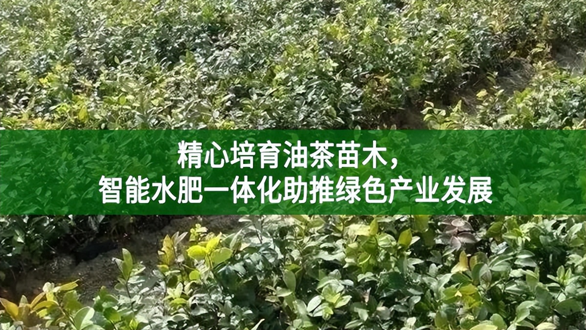 精心培育油茶苗木，智能水肥一體化助推綠色產業(yè)發(fā)展