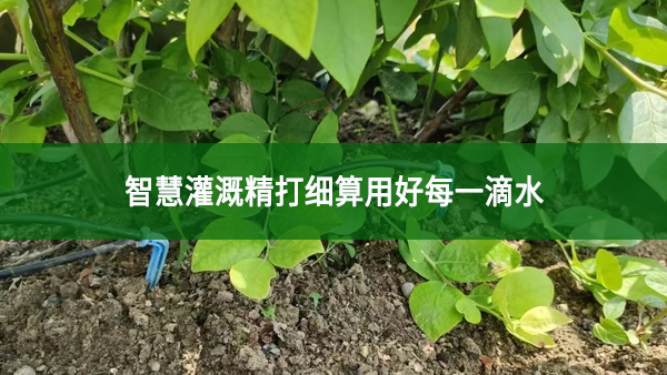 智慧灌溉精打細算用好每一滴水