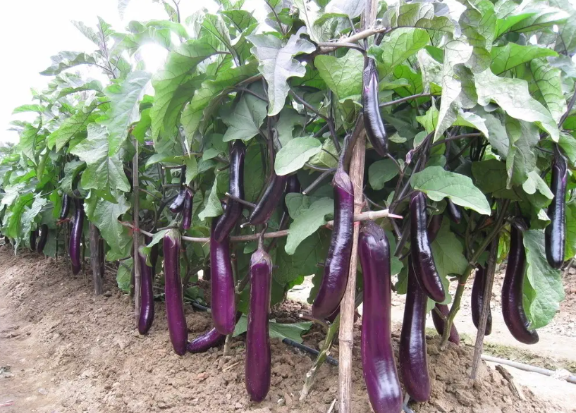 茄子種植