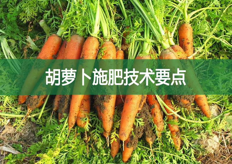 胡蘿卜施肥技術(shù)要點(diǎn)