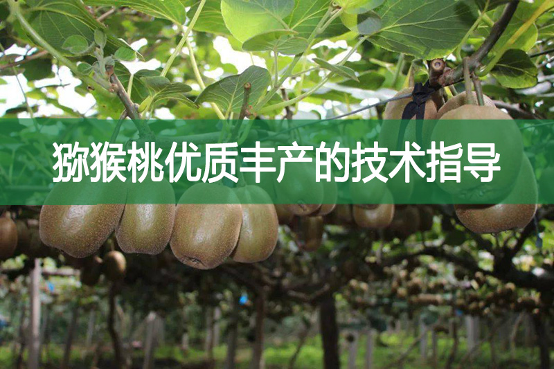 獼猴桃優(yōu)質(zhì)豐產(chǎn)的技術(shù)指導(dǎo)