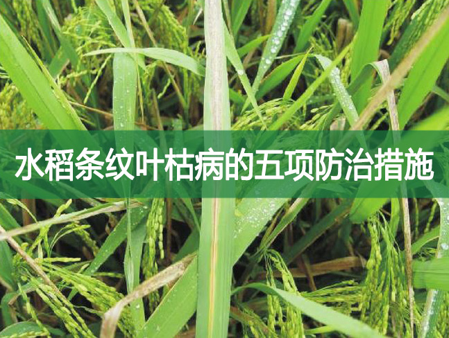 水稻條紋葉枯病的五項防治措施