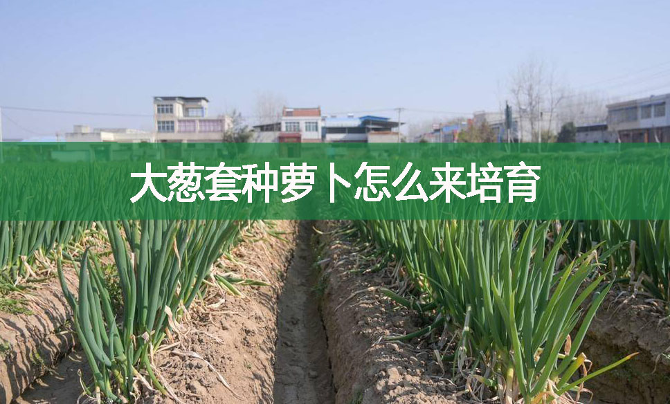 大蔥套種蘿卜怎么來(lái)培育?