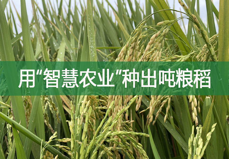 用“智慧農業”種出噸糧稻