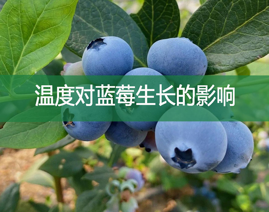 溫度對藍莓生長的影響