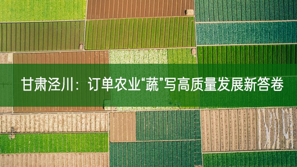 甘肅涇川：訂單農業“蔬”寫高質量發展新答卷