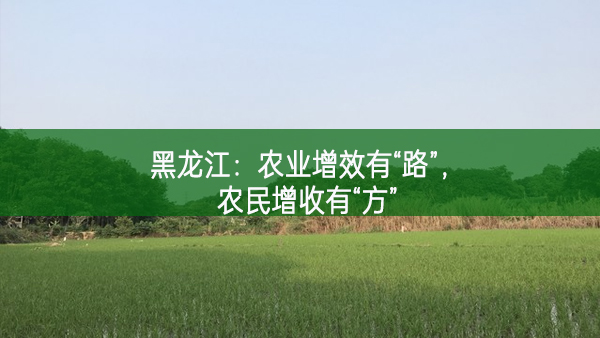 黑龍江：農業增效有“路”，農民增收有“方”