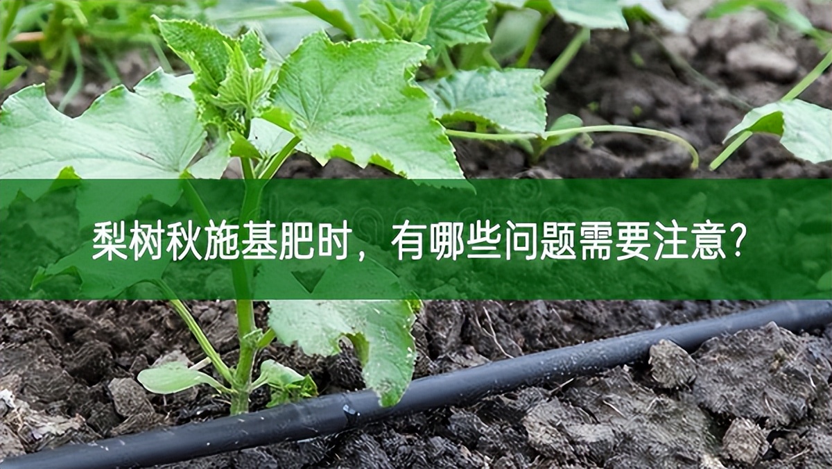 梨樹秋施基肥時，有哪些問題需要注意?