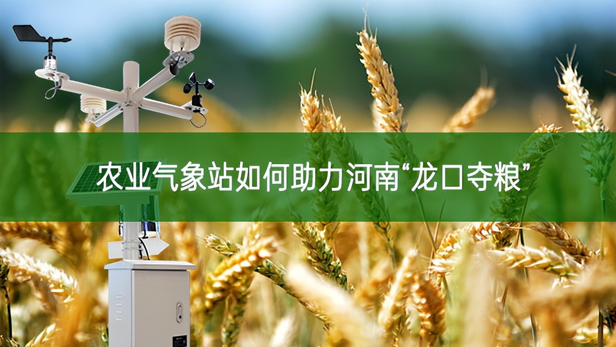 農業氣象站如何助力河南“龍口奪糧”