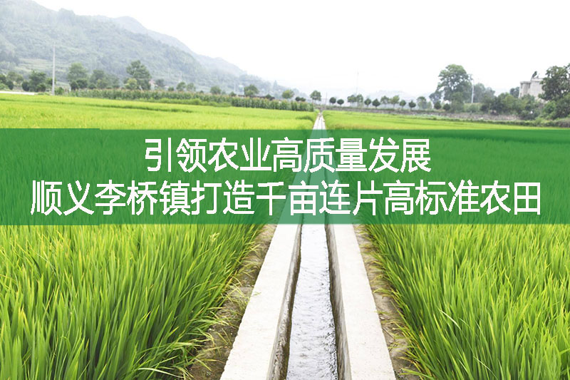 引領農業高質量發展，順義李橋鎮打造千畝連片高標準農田