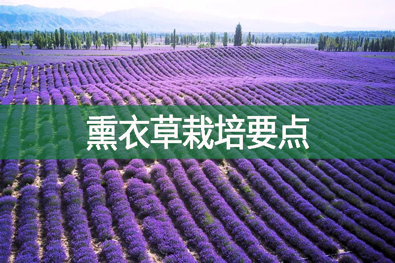 熏衣草栽培要點(diǎn)