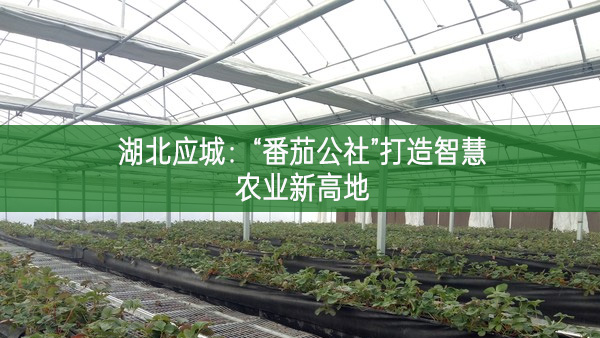 湖北應城：“番茄公社”打造智慧農(nóng)業(yè)新高地