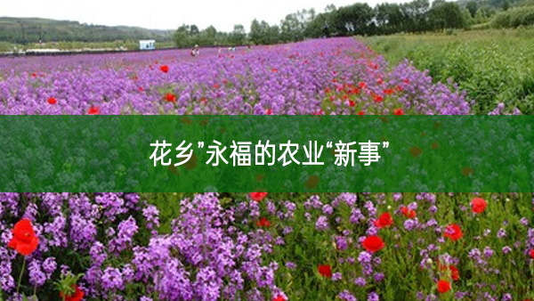花鄉(xiāng)”永福的農(nóng)業(yè)“新事”