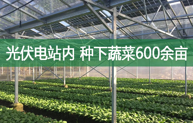 光伏電站內，種下蔬菜600余畝