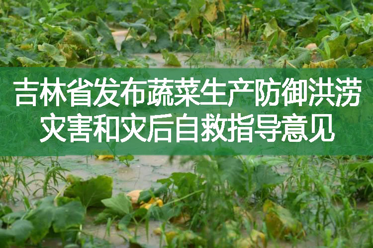 吉林省發布蔬菜生產防御洪澇災害和災后自救指導意見
