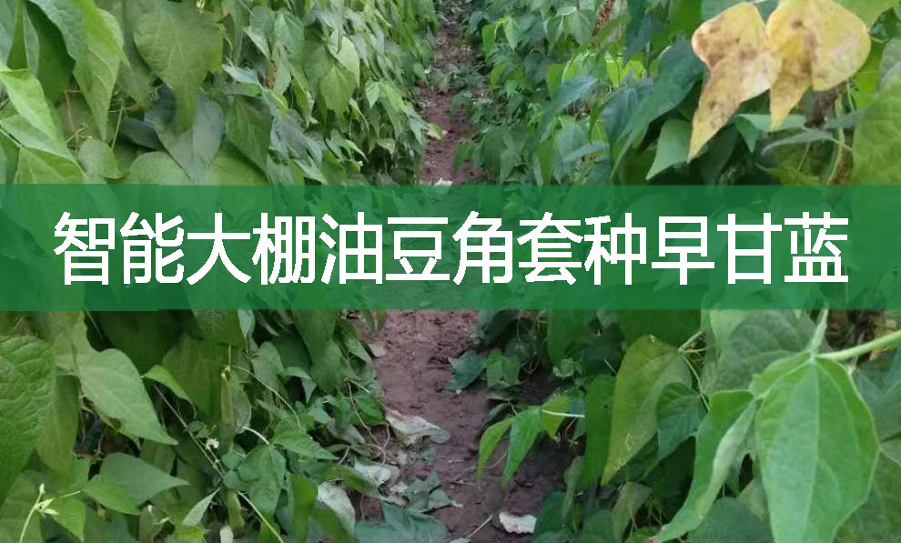 智能大棚油豆角套種早甘藍(lán)