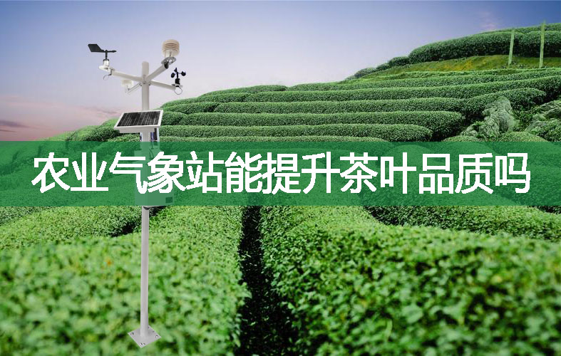 農(nóng)業(yè)氣象站能提升茶葉品質(zhì)嗎?
