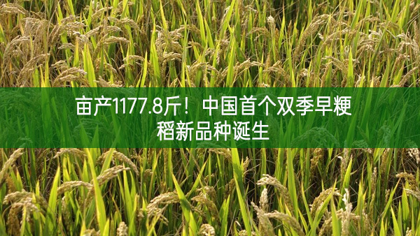 畝產1177.8斤！中國首個雙季早粳稻新品種誕生