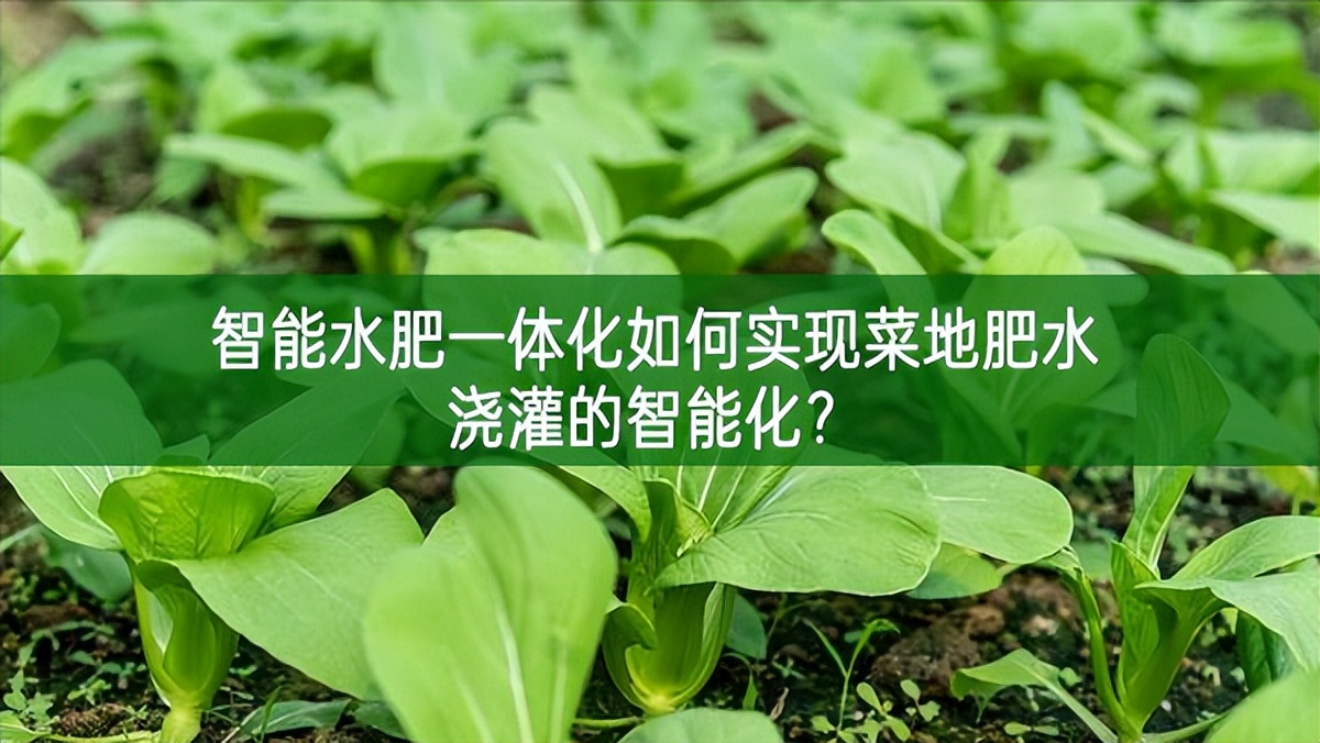 智能水肥一體化如何實現(xiàn)菜地肥水澆灌的智能化?