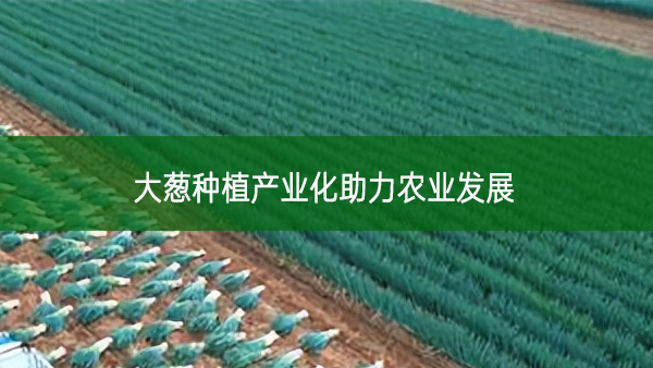 大蔥種植產(chǎn)業(yè)化助力農(nóng)業(yè)發(fā)展