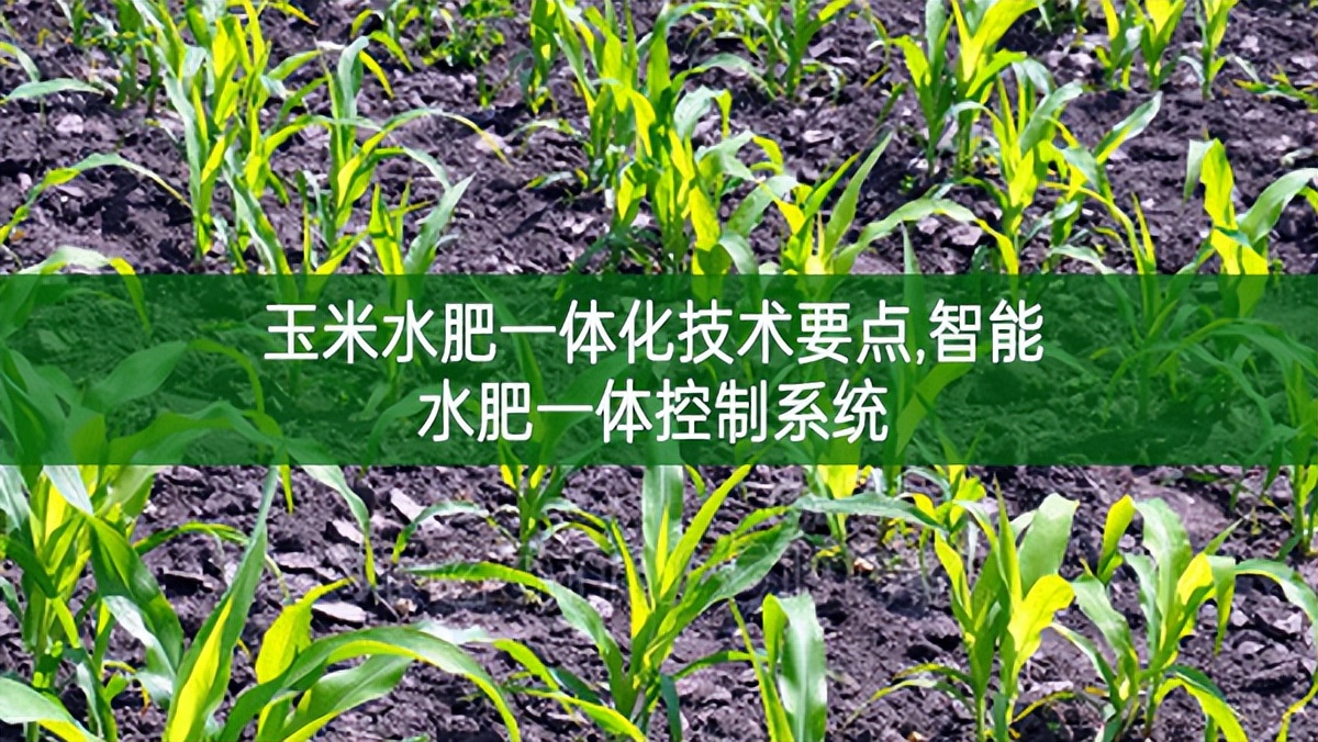 玉米水肥一體化技術要點,智能水肥一體控制系統