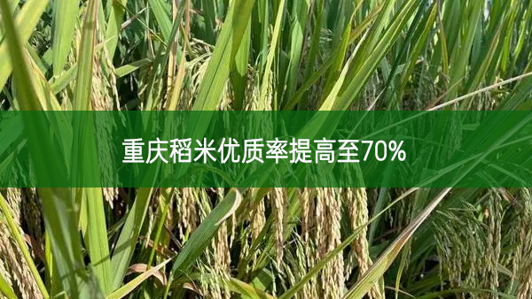重慶稻米優(yōu)質(zhì)率提高至70%