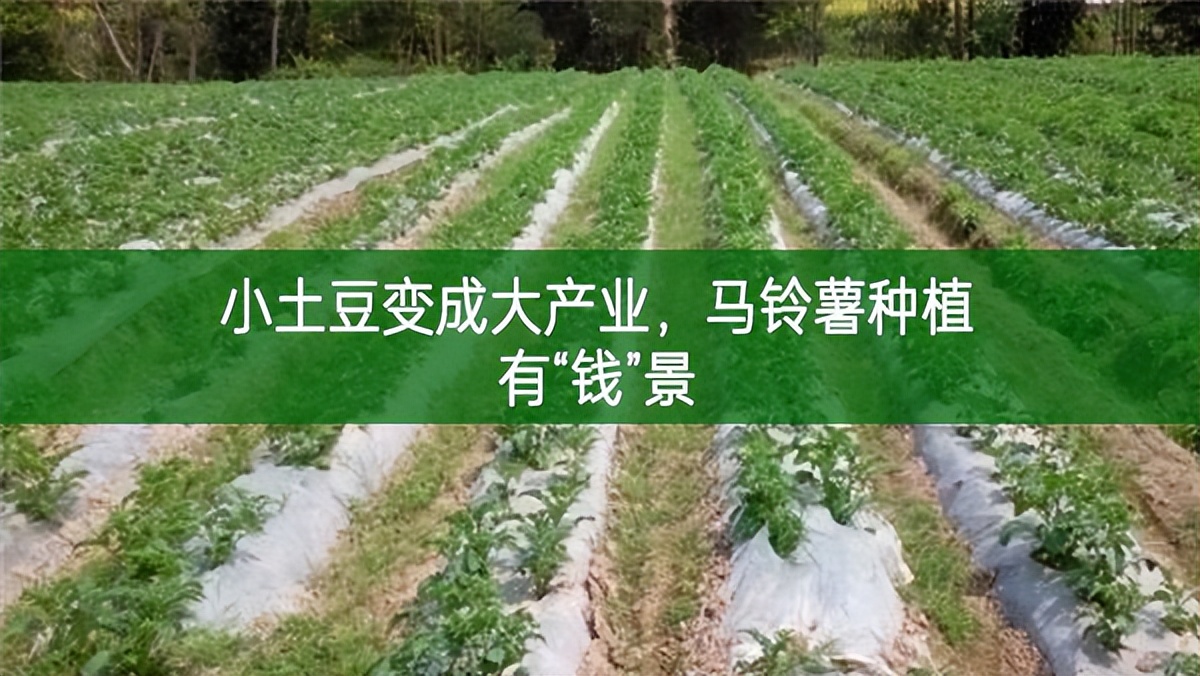 小土豆變成大產業，馬鈴薯種植有“錢”景