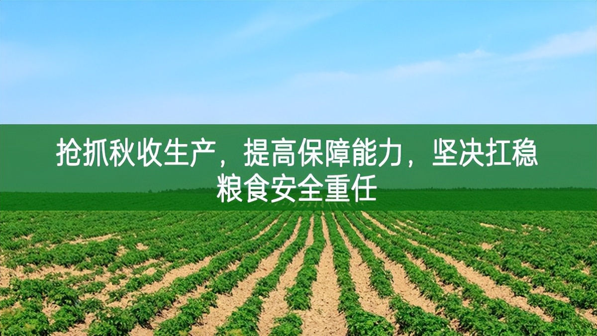 搶抓秋收生產(chǎn)，提高保障能力，堅決扛穩(wěn)糧食安全重任