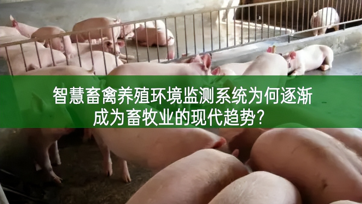 智慧畜禽養(yǎng)殖環(huán)境監(jiān)測(cè)系統(tǒng)為何逐漸成為畜牧業(yè)的現(xiàn)代趨勢(shì)?