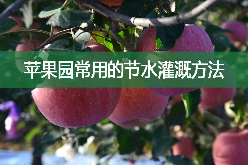 蘋果園常用的節水灌溉方法