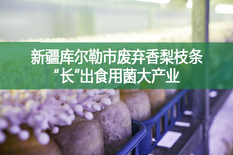 新疆庫爾勒市廢棄香梨枝條“長”出食用菌大產業