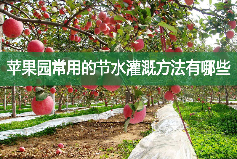 蘋果園常用的節水灌溉方法有哪些?
