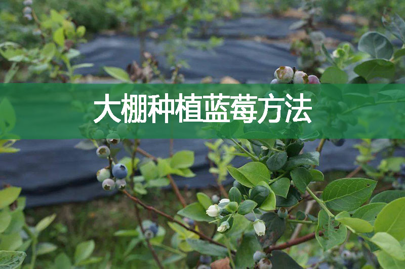 大棚種植藍莓方法
