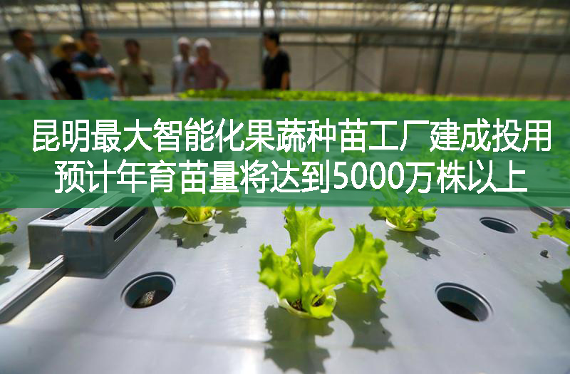 昆明最大智能化果蔬種苗工廠建成投用 預(yù)計(jì)年育苗量將達(dá)到5000萬(wàn)株以上
