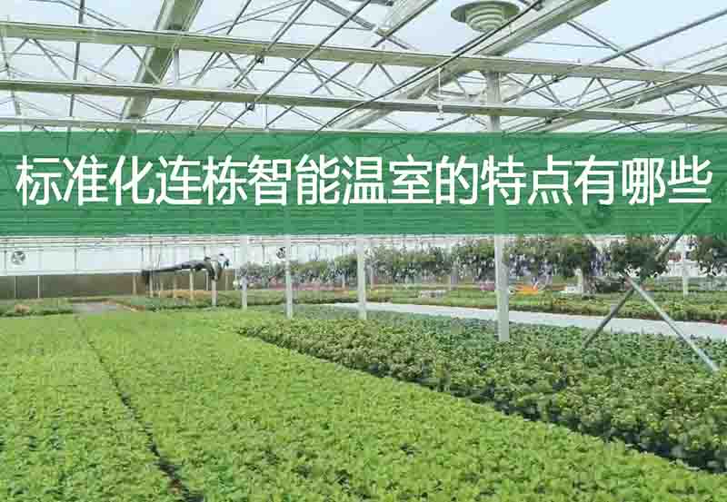 標(biāo)準(zhǔn)化連棟智能溫室的特點(diǎn)有哪些