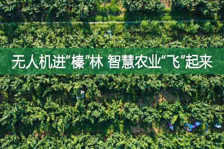 無人機(jī)進(jìn)“榛”林，智慧農(nóng)業(yè)“飛”起來