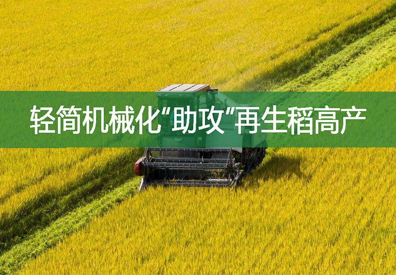 輕簡機械化“助攻”再生稻高產