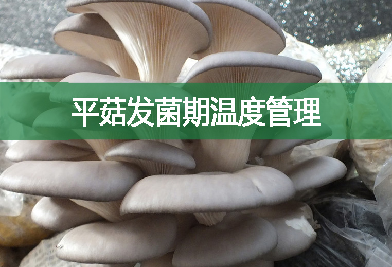 平菇發(fā)菌期溫度管理