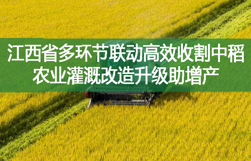 江西省多環(huán)節(jié)聯(lián)動高效收割中稻 農(nóng)業(yè)灌溉改造升級助增產(chǎn)