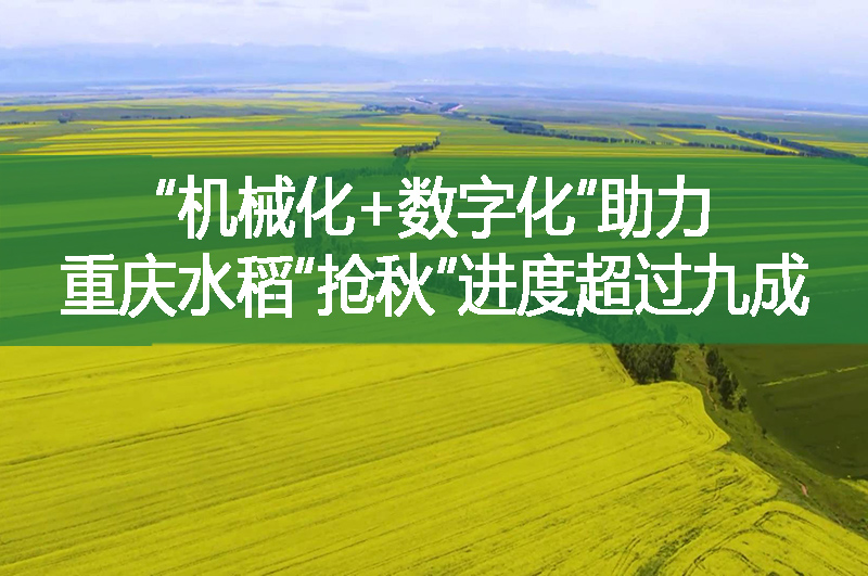 “機(jī)械化+數(shù)字化”助力 重慶水稻“搶秋”進(jìn)度超過九成