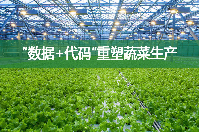 “數據+代碼”重塑蔬菜生產
