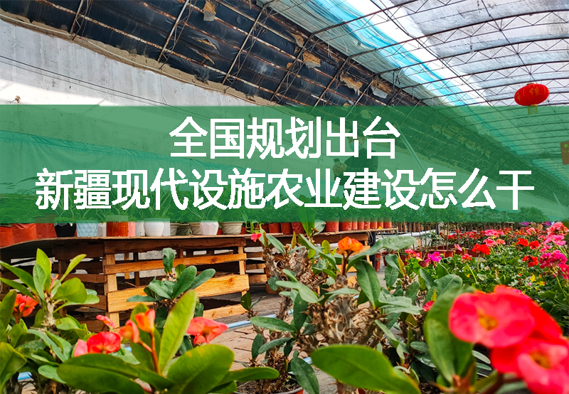 全國(guó)規(guī)劃出臺(tái) 新疆現(xiàn)代設(shè)施農(nóng)業(yè)建設(shè)怎么干