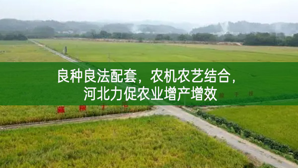 良種良法配套 農(nóng)機農(nóng)藝結(jié)合 河北力促農(nóng)業(yè)增產(chǎn)增效
