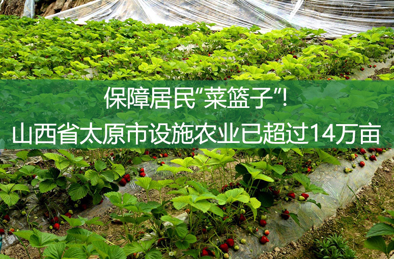 保障居民“菜籃子”!山西省太原市設施農業已超過14萬畝